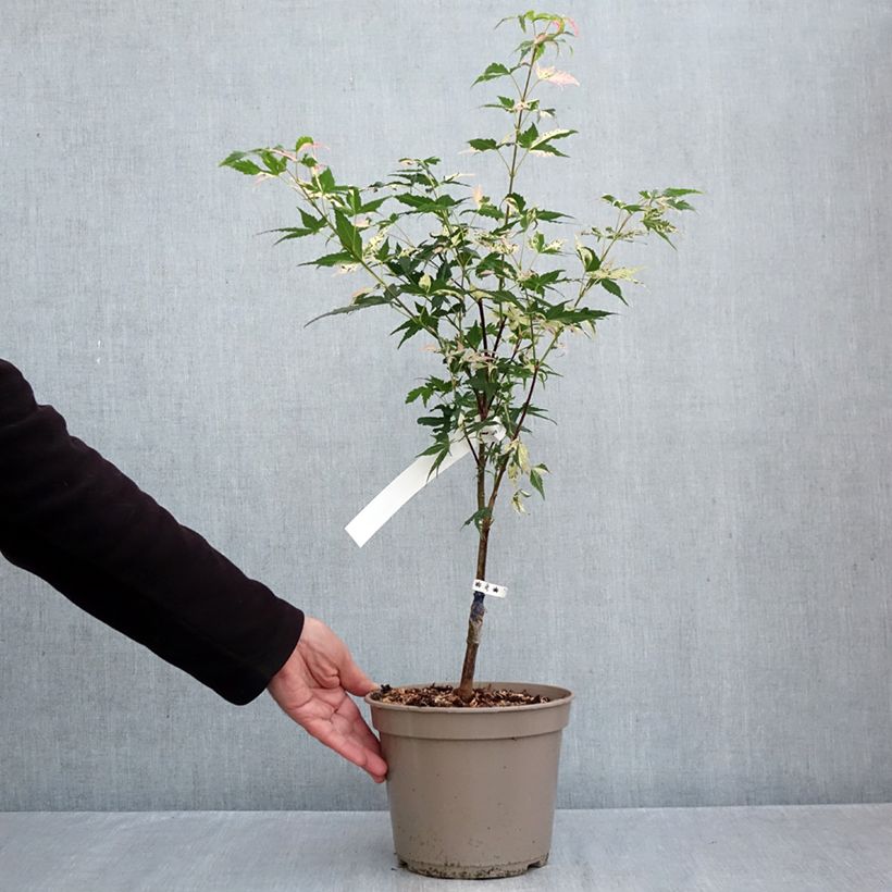 Acer palmatum Asahi Zuru - Japanese Maple 4L/5L pot sample as delivered in autumn