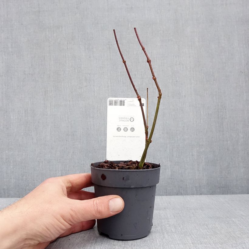 Acer palmatum Atropurpureum - Japanese Maple 10cm/11cm pot sample as delivered in winter