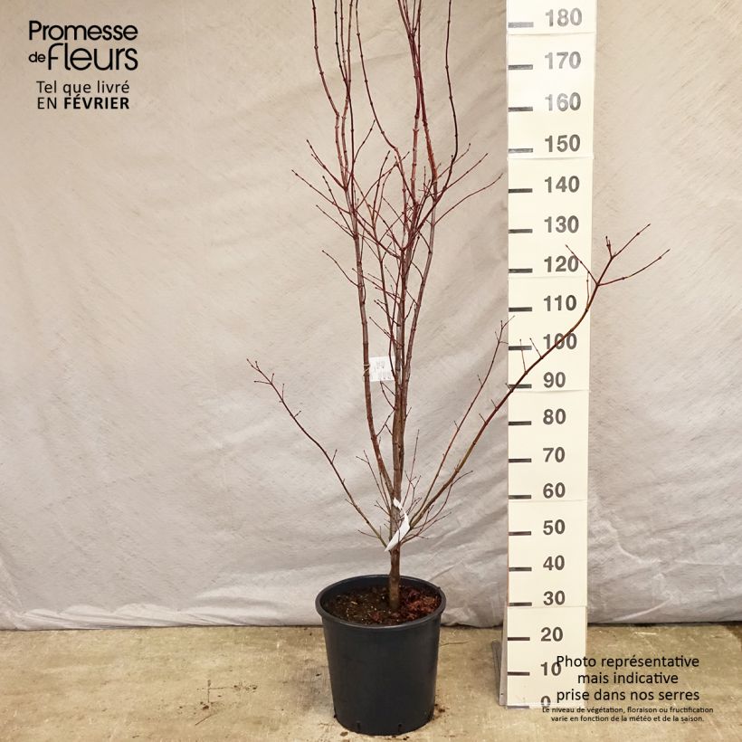 Acer palmatum Atropurpureum - Japanese Maple 20L/25L pot sample as delivered in winter