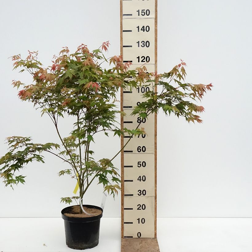 Acer palmatum Brown Sugar JWW7 - Japanese Maple 7.5L/10L pot sample as delivered in spring