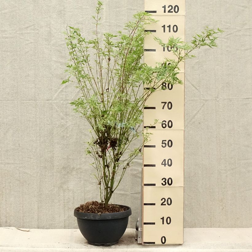 Acer palmatum Butterfly - Japanese Maple 7.5L/10L pot sample as delivered in spring