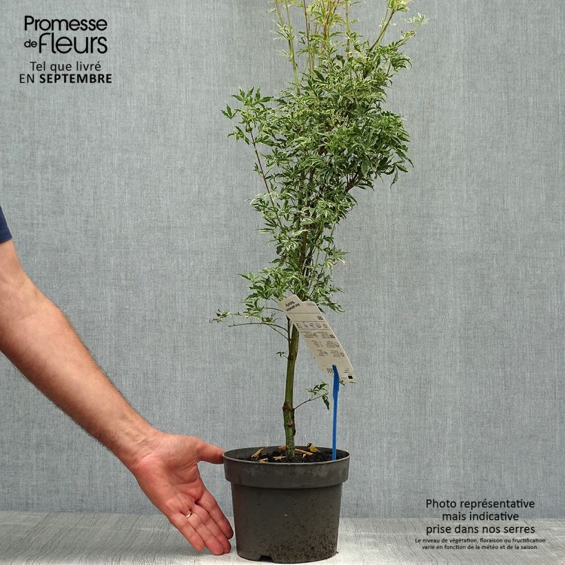 Acer palmatum Butterfly - Japanese Maple 2L/3L pot sample as delivered in autumn