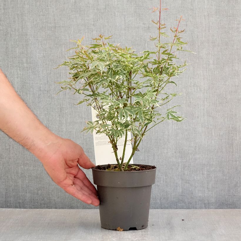 Acer palmatum Butterfly - Japanese Maple 1L/1.5L pot sample as delivered in spring