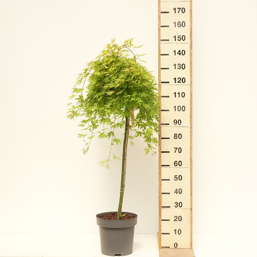 Acer palmatum Cascade Citrine - Japanese Maple 7.5L/10L pot, Half standard sample as delivered in spring