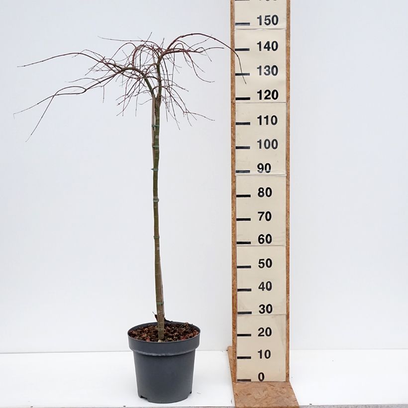 Acer palmatum Cascade Citrine - Japanese Maple 7.5L/10L pot, Half standard sample as delivered in autumn