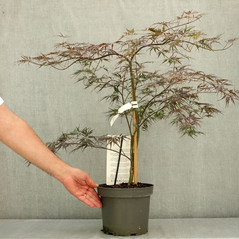 Acer palmatum var.dissectum Firecracker - Japanese Maple 4L/5L pot sample as delivered in summer