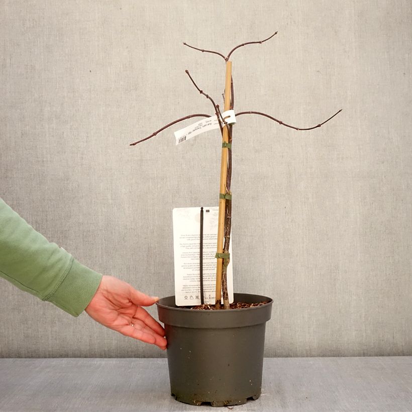 Acer palmatum var.dissectum Firecracker - Japanese Maple 4L/5L pot sample as delivered in winter