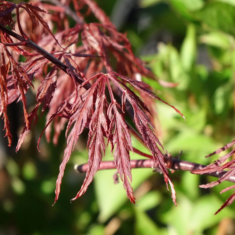 Acer palmatum var.dissectum Firecracker - Japanese Maple (Foliage)