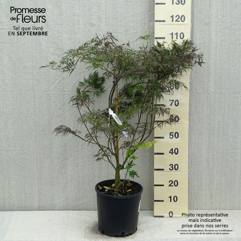 Acer palmatum Dissectum Garnet - Japanese Maple 6L/7L pot sample as delivered in autumn