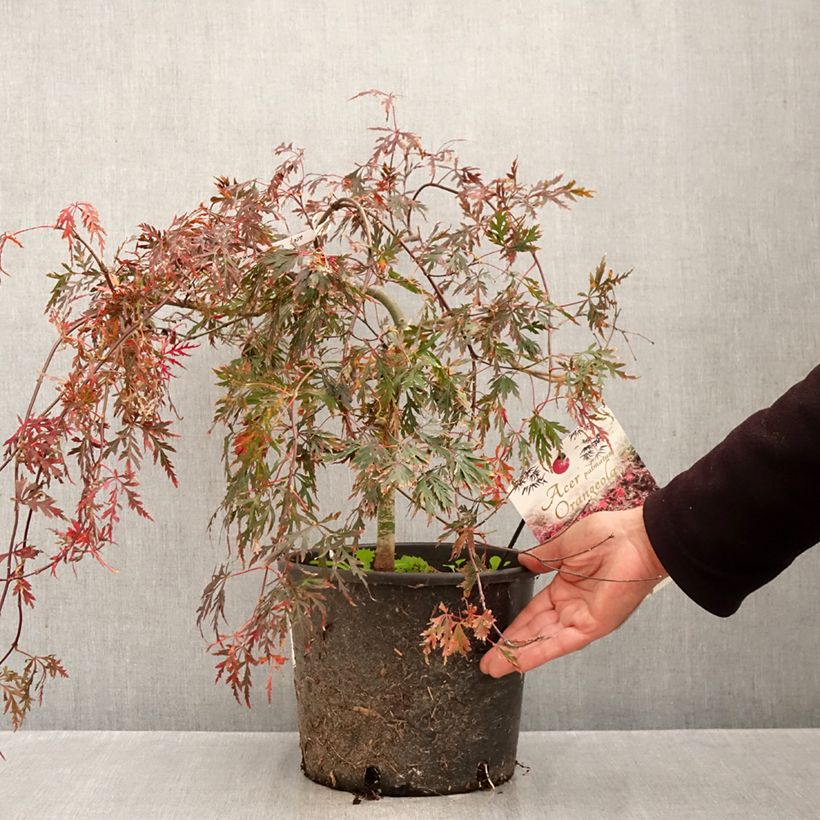 Acer palmatum Orangeola - Japanese Maple 7.5L/10L pot sample as delivered in autumn