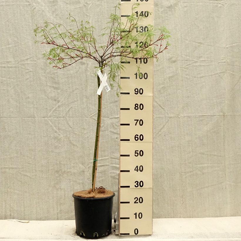 Acer palmatum Tamukeyama - Japanese Maple 7.5L/10L pot sample as delivered in spring