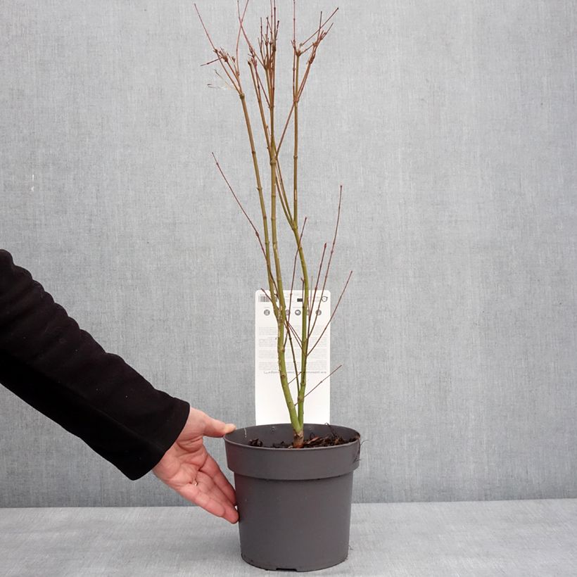 Acer palmatum Going Green - Japanese Maple 3L/4L pot sample as delivered in winter