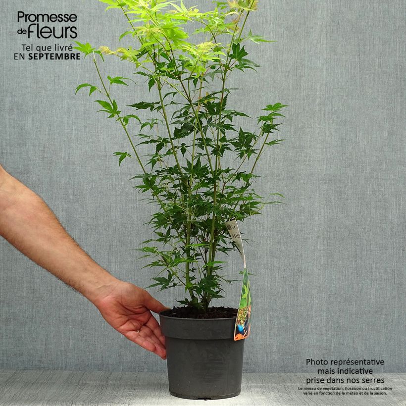 Acer palmatum Katsura - Japanese Maple 2L/3L pot sample as delivered in autumn