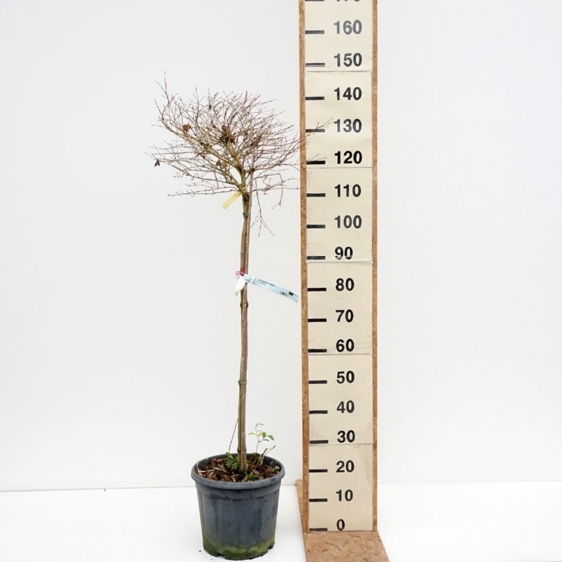 Acer palmatum Little Princess - Japanese Maple 7.5L/10L pot sample as delivered in autumn