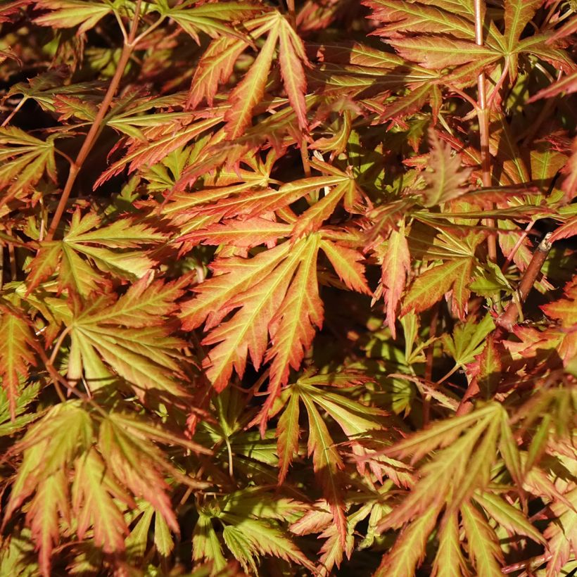 Acer Orange Lace - Japanese Maple (Foliage)