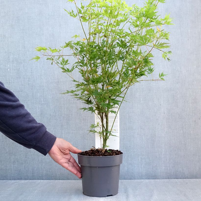 Acer Orange Lace - Japanese Maple 3L/4L pot sample as delivered in autumn