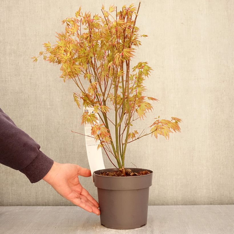 Acer Orange Lace - Japanese Maple 3L/4L pot sample as delivered in spring