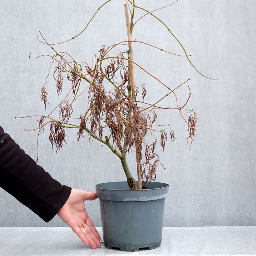 Acer palmatum Dissectum Ornatum - Japanese Maple 4L/5L pot sample as delivered in autumn