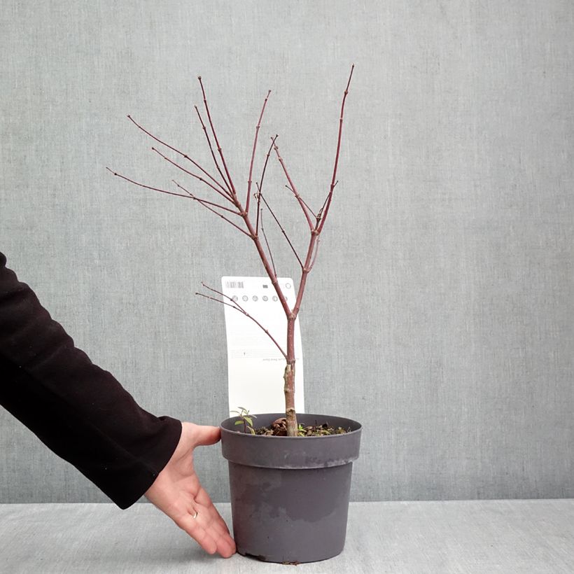 Acer palmatum Pévé Dave - Japanese Maple 3L/4L pot sample as delivered in autumn