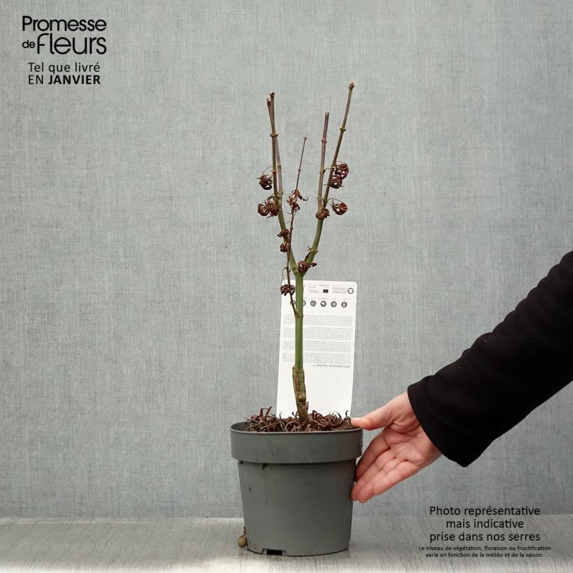 Acer palmatum Pévé Starfish - Japanese Maple 2L/3L pot sample as delivered in winter