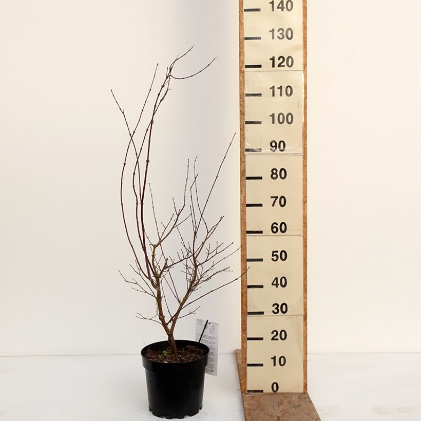 Acer palmatum Pink Passion - Japanese Maple 7.5L/10L pot sample as delivered in winter