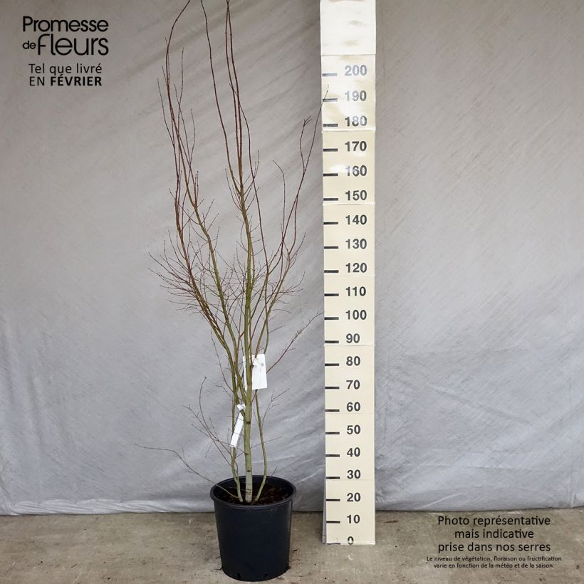 Acer palmatum - Japanese Maple 20L/25L pot sample as delivered in winter