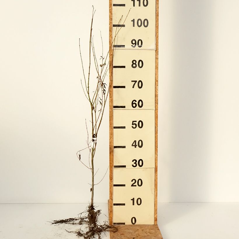 Acer palmatum - Japanese Maple Bare root sample as delivered in winter