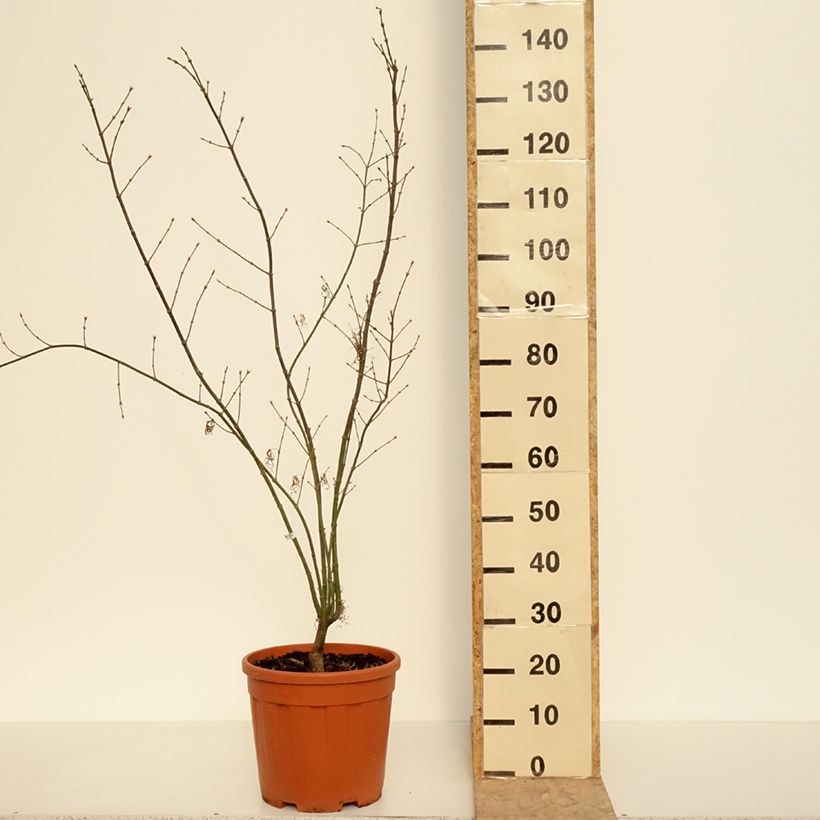 Acer palmatum Red Pygmy - Japanese Maple 7.5L/10L pot sample as delivered in spring