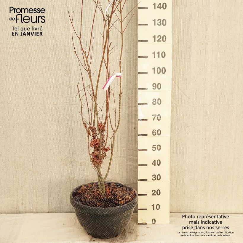 Acer palmatum Redwine - Japanese Maple 20L/25L pot sample as delivered in winter