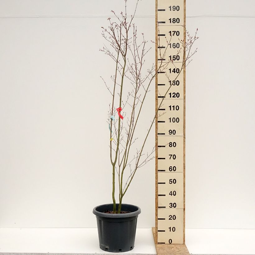 Acer palmatum Redwine - Japanese Maple 20L/25L pot sample as delivered in spring