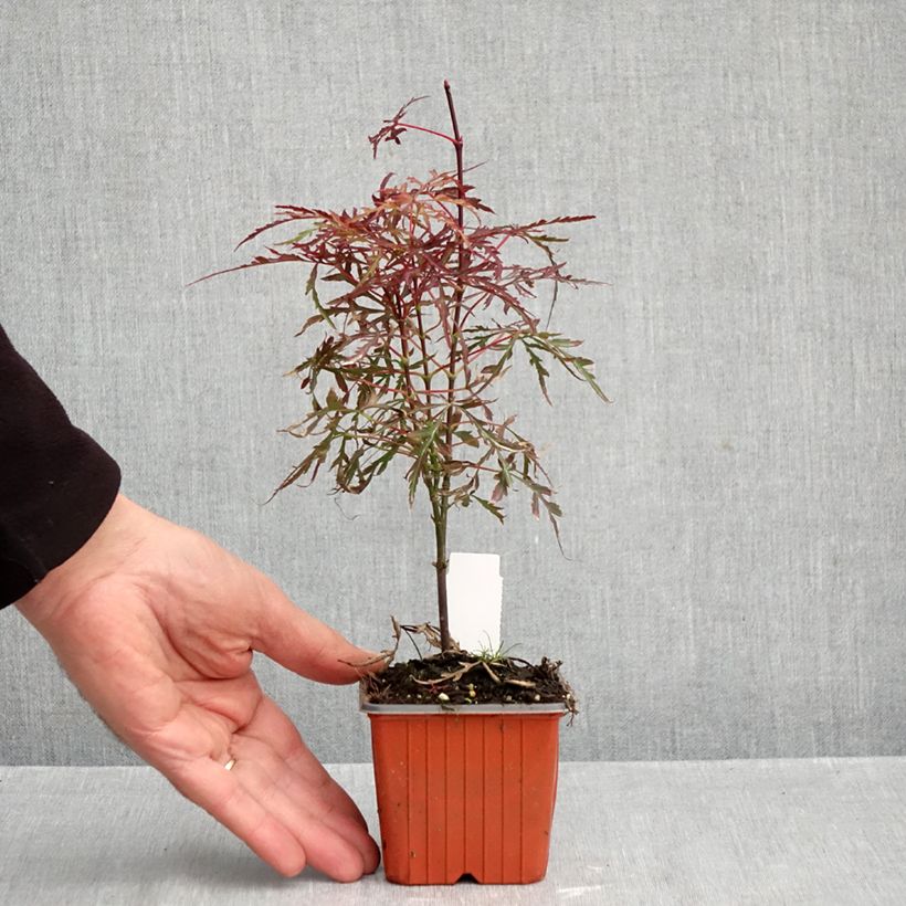 Acer palmatum Royal Garnet 8/9 cm pot sample as delivered in autumn
