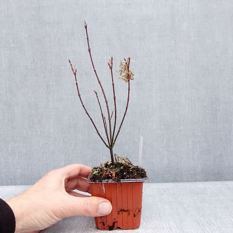 Acer palmatum Royal Garnet 8/9 cm pot sample as delivered in winter