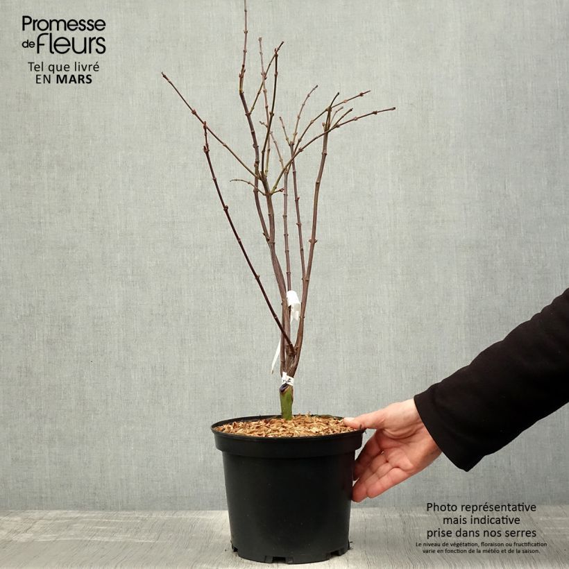 Acer palmatum Shaina - Japanese Maple 3L/4L pot sample as delivered in spring