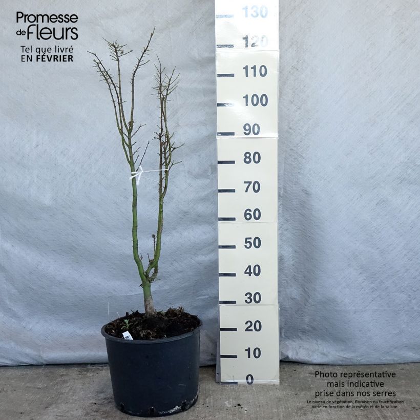 Acer palmatum Shishigashira - Japanese Maple 18L/20L pot sample as delivered in winter