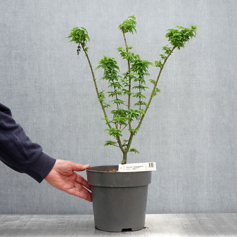 Acer palmatum Shishigashira - Japanese Maple 3L/4L pot sample as delivered in spring