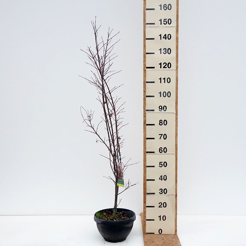 Acer palmatum Skeeters Broom - Japanese Maple 7.5L/10L bowl, Bush sample as delivered in autumn