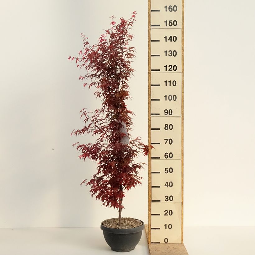 Acer palmatum Skeeters Broom - Japanese Maple 7.5L/10L bowl, Bush sample as delivered in spring