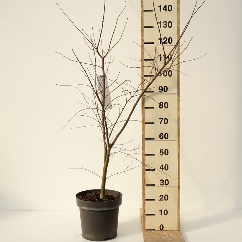 Acer palmatum Sumi-nagashi - Japanese Maple 7.5L/10L pot sample as delivered in winter