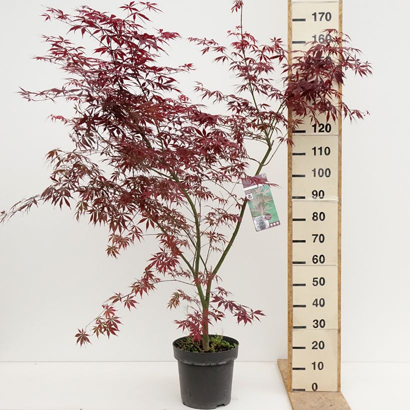 Acer palmatum Sumi-nagashi - Japanese Maple 7.5L/10L pot, Bush sample as delivered in spring