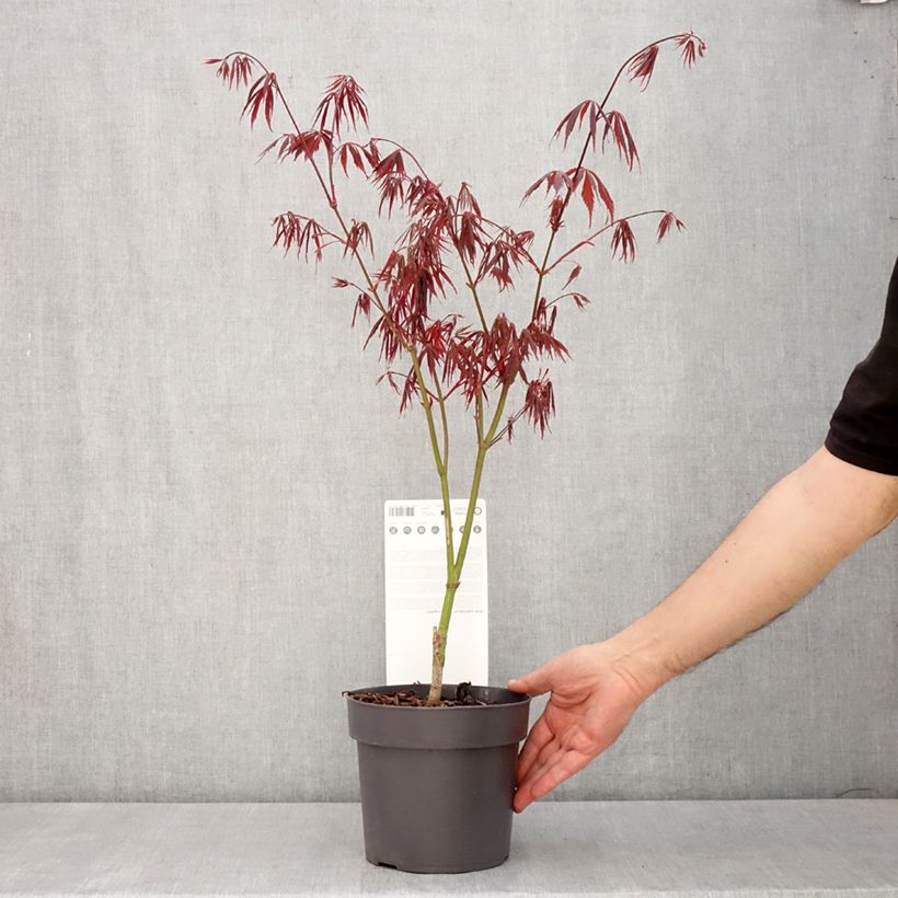Acer palmatum Sumi-nagashi - Japanese Maple 3L/4L pot sample as delivered in spring