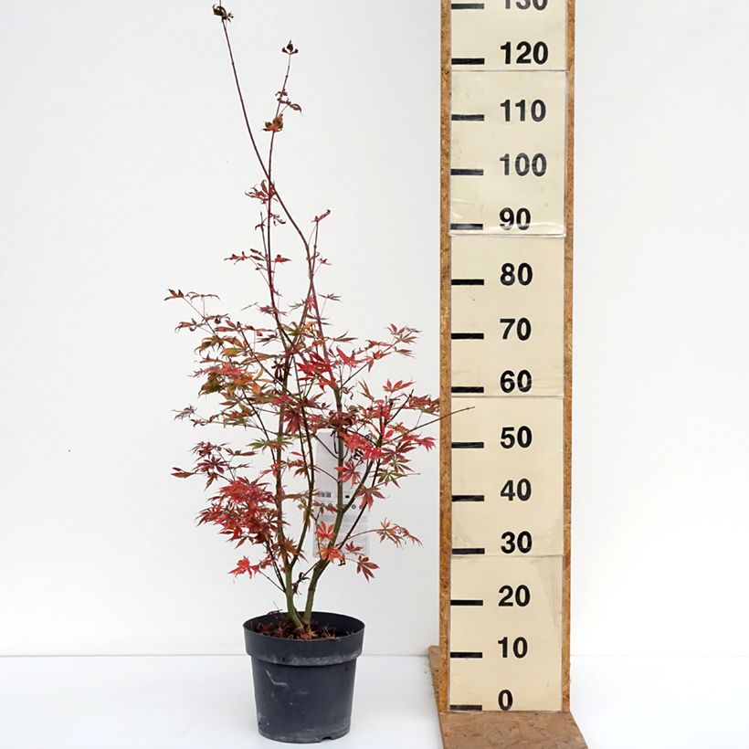 Acer palmatum Trompenburg - Japanese Maple 6L/7L pot sample as delivered in autumn