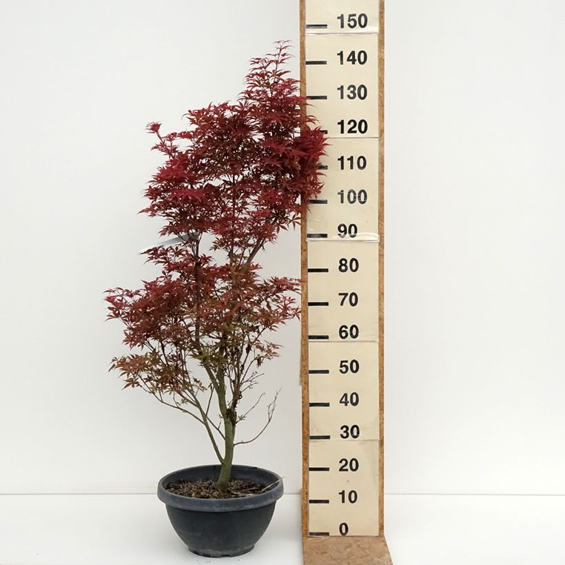 Acer palmatum Twomblys Red Sentinel - Japanese Maple 7.5L/10L bowl sample as delivered in summer