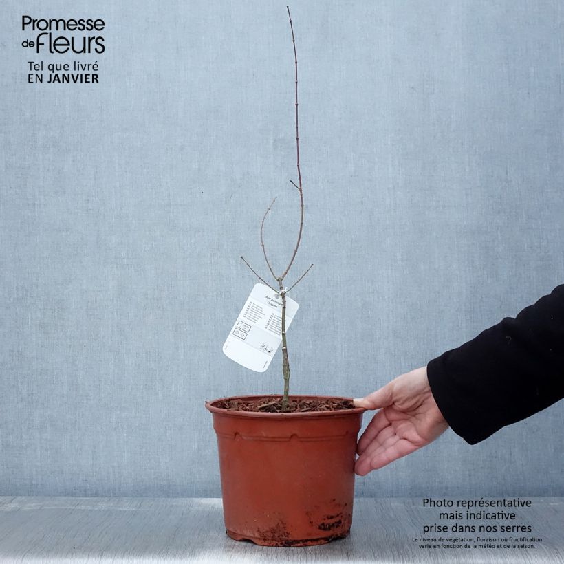 Acer palmatum Uki-gumo - Japanese Maple 3L/4L pot sample as delivered in winter