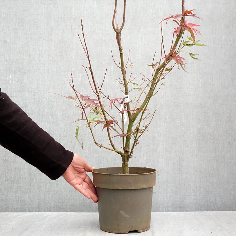 Acer palmatum var. linearilobum Villa Taranto - Japanese Maple 4L/5L pot sample as delivered in autumn