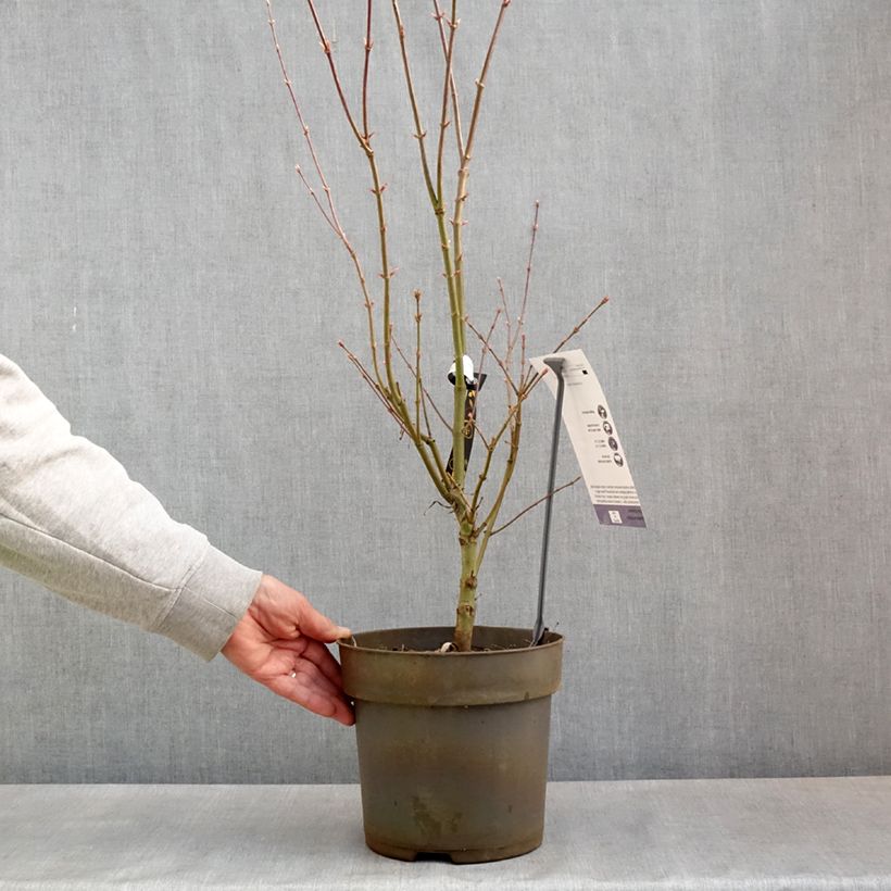 Acer palmatum var. linearilobum Villa Taranto - Japanese Maple 4L/5L pot sample as delivered in spring