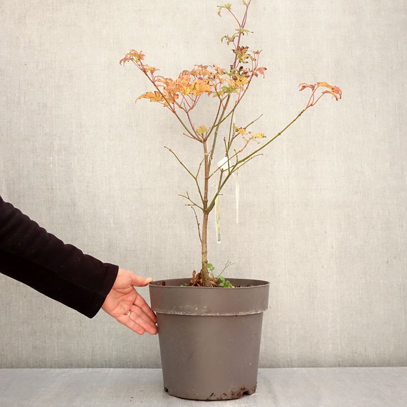 Acer shirasawanum Autumn moon - Japanese Maple 7.5L/10L pot sample as delivered in autumn