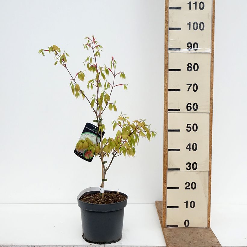 Acer shirasawanum Autumn moon - Japanese Maple 7.5L/10L pot sample as delivered in spring