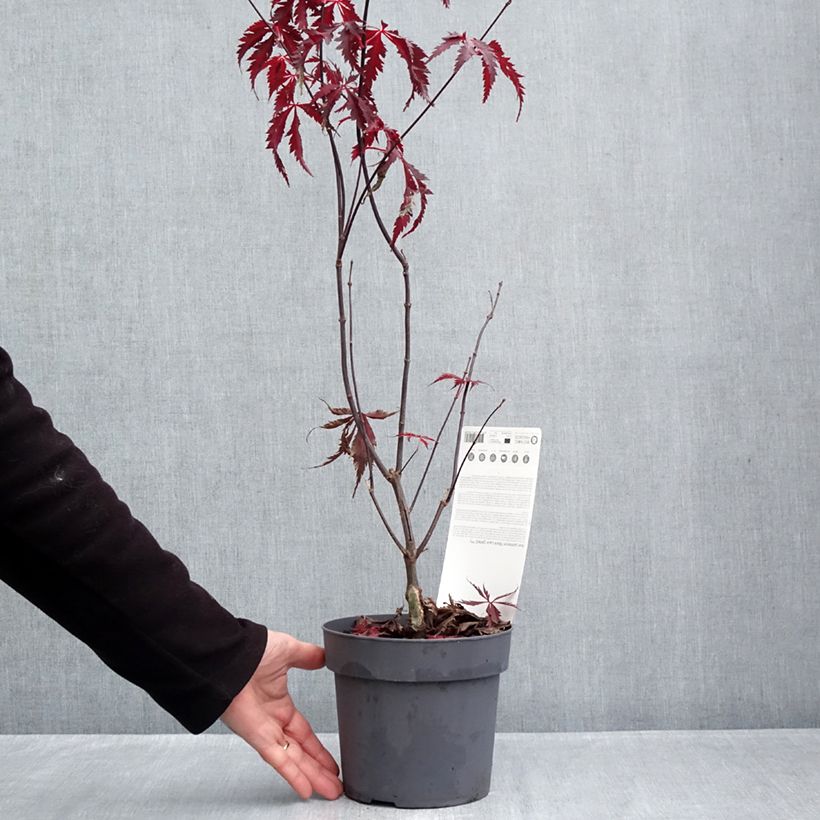 Acer palmatum Black Lace - Japanese Maple 2L/3L pot sample as delivered in autumn