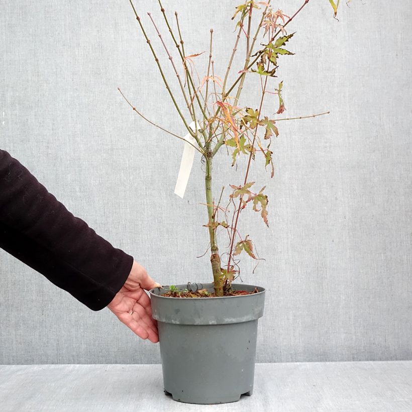 Acer palmatum Koto-No-Ito - Japanese Maple 6L/7L pot sample as delivered in autumn