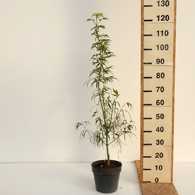 Acer palmatum Koto-No-Ito - Japanese Maple 6L/7L pot sample as delivered in summer